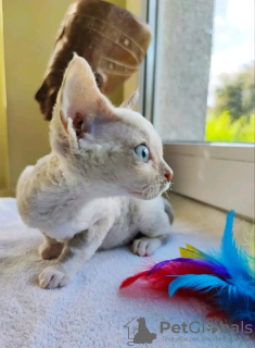 Foto №3. Kätzchen Devon Rex zu verkaufen Business WhatsApp; 37256062792. Finnland