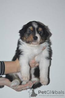 Foto №4. Ich werde verkaufen australian shepherd in der Stadt Sydney. quotient 	ankündigung - preis - Frei