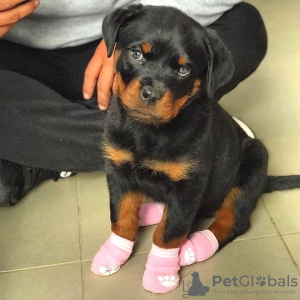 Foto №1. rottweiler - zum Verkauf in der Stadt Pécs | verhandelt | Ankündigung № 79766