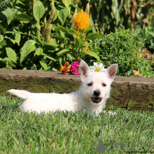 Foto №2 zu Ankündigung № 44769 zu verkaufen west highland white terrier - einkaufen Deutschland 