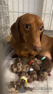 Foto №4. Ich werde verkaufen dackel in der Stadt Könnern. quotient 	ankündigung - preis - 1966€