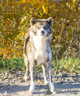 Foto №3. Tiger Mädchen. Russische Föderation