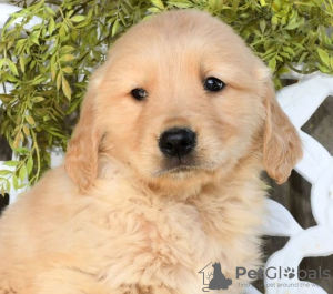 Foto №2 zu Ankündigung № 103932 zu verkaufen golden retriever - einkaufen Zypern aus dem tierheim