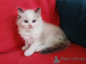 Foto №3. Ragdoll-Kätzchen verfügbar, männlich. Finnland