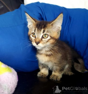 Foto №4. Ich werde verkaufen munchkin in der Stadt München. züchter - preis - verhandelt