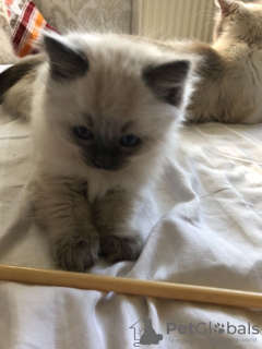 Foto №4. Ich werde verkaufen ragdoll-katze in der Stadt Амстердам. quotient 	ankündigung - preis - 350€