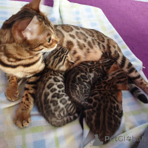 Foto №2 zu Ankündigung № 171578 zu verkaufen bengal katzenrasse - einkaufen Deutschland quotient 	ankündigung