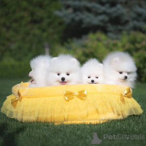 Foto №3. Unsere Spirit Pomeranian Miniwelpen suchen ein neues Zuhause. Deutschland