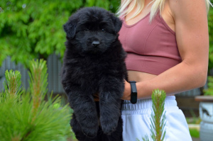 Foto №2 zu Ankündigung № 6696 zu verkaufen deutscher schäferhund - einkaufen Ukraine züchter