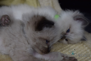 Foto №2 zu Ankündigung № 118362 zu verkaufen ragdoll-katze - einkaufen Deutschland quotient 	ankündigung, züchter