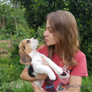 Foto №4. Ich werde verkaufen beagle in der Stadt Berlin. quotient 	ankündigung - preis - 360€