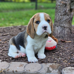 Foto №2 zu Ankündigung № 127388 zu verkaufen beagle - einkaufen Deutschland quotient 	ankündigung