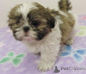 Foto №1. shih tzu - zum Verkauf in der Stadt HASTEDT | 350€ | Ankündigung № 147617