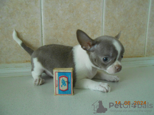 Foto №3. Babypuppe - Kleinkind. Russische Föderation