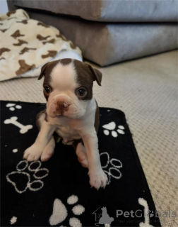 Foto №1. boston terrier - zum Verkauf in der Stadt GRÄFELFING | 350€ | Ankündigung № 154615