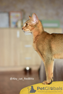 Zusätzliche Fotos: Abessinier-Kätzchenmädchen aus der Katzenzucht mit Papieren