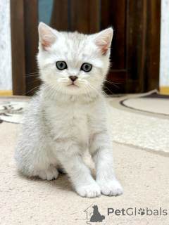 Foto №2 zu Ankündigung № 164179 zu verkaufen schottische faltohrkatze - einkaufen Weißrussland züchter