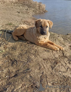 Foto №1. mischlingshund - zum Verkauf in der Stadt Москва | Frei | Ankündigung № 28582