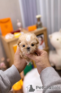 Foto №3. kleiner Maltipoo. USA