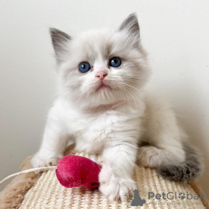 Foto №2 zu Ankündigung № 53161 zu verkaufen ragdoll-katze - einkaufen USA quotient 	ankündigung