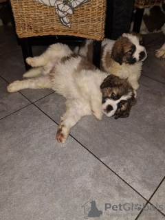 Foto №3. St. Bernard puppies for sale. Deutschland