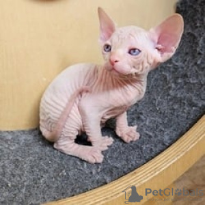 Foto №1. sphynx-katze - zum Verkauf in der Stadt Братислава | 250€ | Ankündigung № 117066