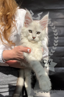 Foto №4. Ich werde verkaufen maine-coon-katze in der Stadt New York. vom kindergarten - preis - verhandelt