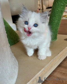 Foto №1. ragdoll-katze - zum Verkauf in der Stadt München | verhandelt | Ankündigung № 165047