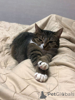 Foto №3. Sonya. Die Katze, die zweimal betrogen wurde. Russische Föderation