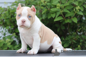 Foto №2 zu Ankündigung № 137834 zu verkaufen american bully - einkaufen USA quotient 	ankündigung
