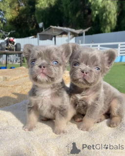 Foto №2 zu Ankündigung № 137133 zu verkaufen französische bulldogge - einkaufen Deutschland züchter