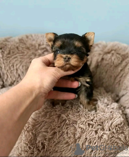 Foto №2 zu Ankündigung № 129007 zu verkaufen yorkshire terrier - einkaufen Spanien züchter
