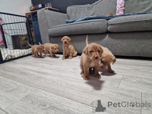 Foto №1. labrador retriever - zum Verkauf in der Stadt Mondorf -Les -Bains | verhandelt | Ankündigung № 166992