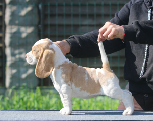 Foto №2 zu Ankündigung № 2902 zu verkaufen beagle - einkaufen Weißrussland vom kindergarten