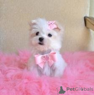 Foto №1.  - zum Verkauf in der Stadt Vienna | 300€ | Ankündigung № 143874