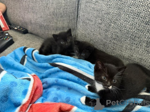 Foto №1. burmilla kurzhaar - zum Verkauf in der Stadt Gann. Munden | Frei | Ankündigung № 145304