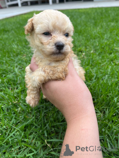 Foto №1. maltipu - zum Verkauf in der Stadt Schlechtes Vilbel | verhandelt | Ankündigung № 166149