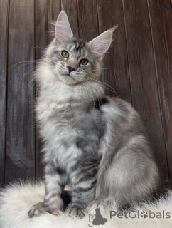 Foto №3. Maine-Coon-Kätzchen. USA
