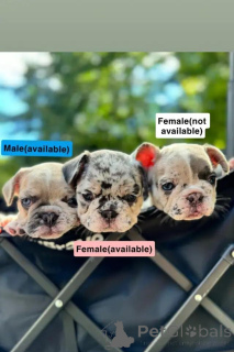 Foto №3. Französische Bulldoggen-Welpen Kontakt per WhatsApp unter 44 7453 907158. Deutschland
