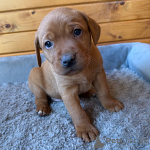 Foto №2 zu Ankündigung № 163938 zu verkaufen labrador retriever - einkaufen Großbritannien quotient 	ankündigung