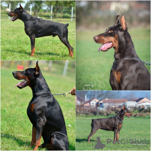 Zusätzliche Fotos: Dobermann-Welpen zu verkaufen