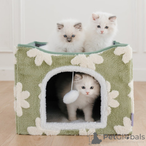 Foto №3. Luxuriöse Ragdoll-Kätzchen zum Verkauf, perfekte Begleitkatzen. Polen
