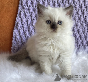 Foto №2 zu Ankündigung № 104314 zu verkaufen ragdoll-katze - einkaufen USA quotient 	ankündigung