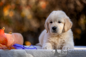 Foto №1. golden retriever - zum Verkauf in der Stadt Москва | verhandelt | Ankündigung № 122081