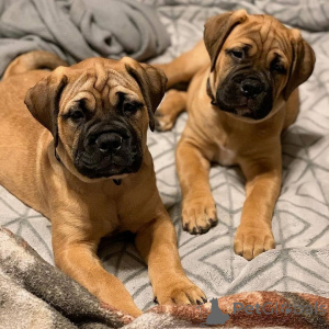 Foto №1. bullmastiff - zum Verkauf in der Stadt Arnsberg | 350€ | Ankündigung № 147562