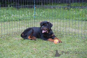 Foto №2 zu Ankündigung № 58896 zu verkaufen rottweiler - einkaufen Serbien 