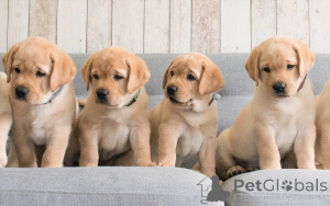 Foto №2 zu Ankündigung № 135487 zu verkaufen labrador retriever - einkaufen USA züchter