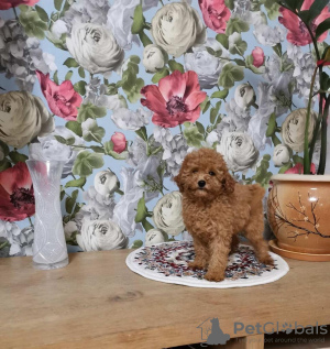 Foto №2 zu Ankündigung № 18790 zu verkaufen pudel (zwerg) - einkaufen Litauen 