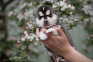 Zusätzliche Fotos: Siberian Husky Welpen von Stammbaum Eltern
