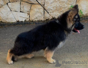 Foto №1. deutscher schäferhund - zum Verkauf in der Stadt Stockholm | verhandelt | Ankündigung № 64925